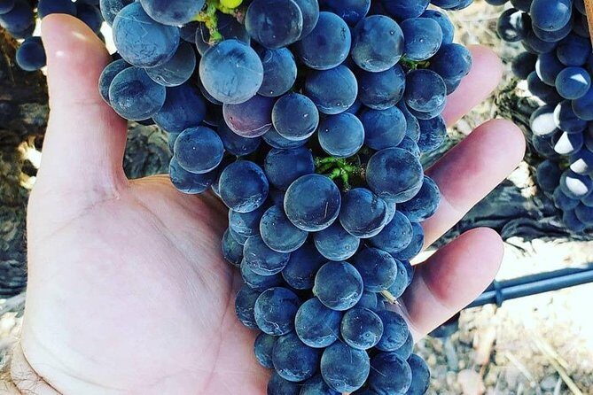 6-Hour Luxury Napa Wine Tasting Tour with Route Planning - The real decision point: tasting fees and lunch timing