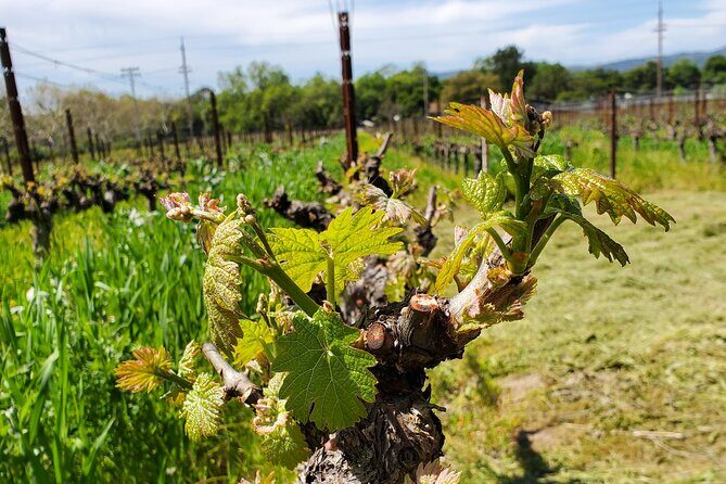 6-Hour Sparkling Wine Tour of Napa Valley - Concierge support for small groups: what it likely means for you