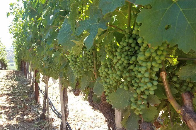 8 Hour Private Tour in Napa Valley Winery - Price and value: what $849 buys you (and what it doesn’t)
