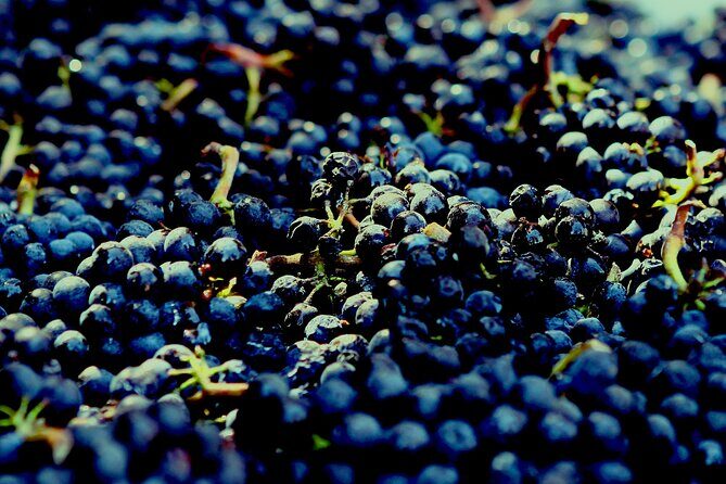 8 Hour Private Tour in Wine Country from San Francisco - Private wine country day with your own chauffeur
