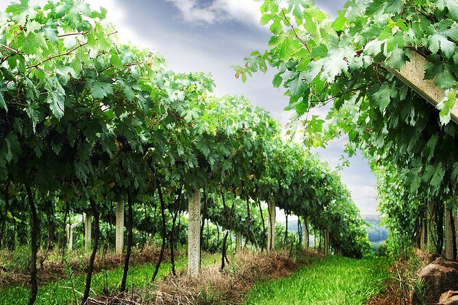 8 Hour Private Tour in Wine Country from San Francisco - Napa Valley timing: making the most of an 8-hour window