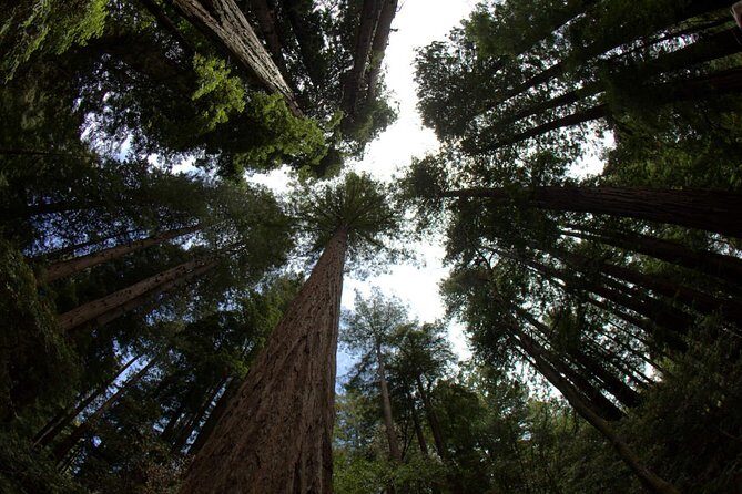 Combo Tour: Muir Woods, Sausalito and Sonoma Wine Country Tour - Golden Gate Bridge: a northern-side viewpoint with real photo time