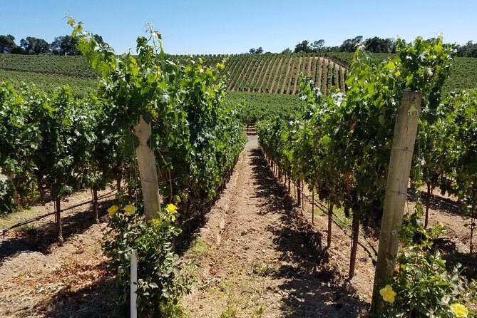 Custom 8-Hour Napa Valley Wine Tour in a Luxury Vehicle - Budget reality: tasting fees and lunch will add up