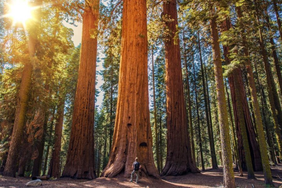 From San Francisco: Guided Muir Woods Tour - Guides and Drivers: Storytelling That Turns Transit Into Part of the Show