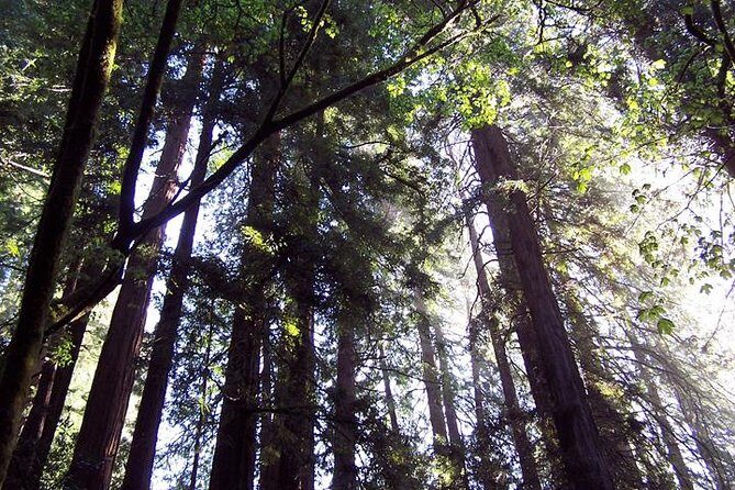 From San Francisco: Muir Woods Tour and Hop-on Hop-off City Tour - Muir Woods National Monument: 1.5 Hours Under 1,000-Year-Old Redwoods