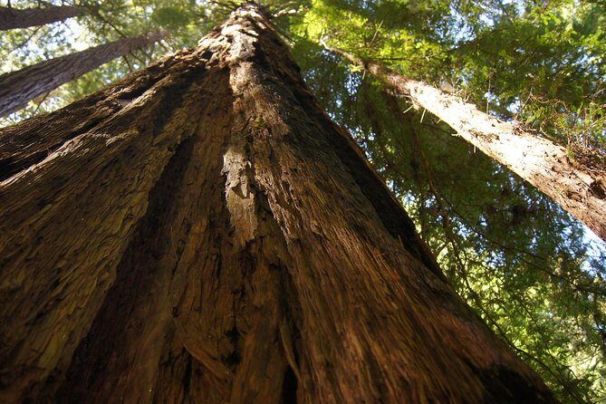 From San Francisco: Muir Woods Tour and Hop-on Hop-off City Tour - Sausalito Boardwalk Break: Bay Views and a Quick Town Taste