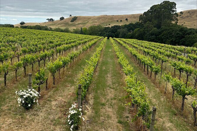 From San Francisco: Napa & Sonoma Valley Wine Tour with Tastings - Lunch break in Sonoma Square: where to spend your 90 minutes