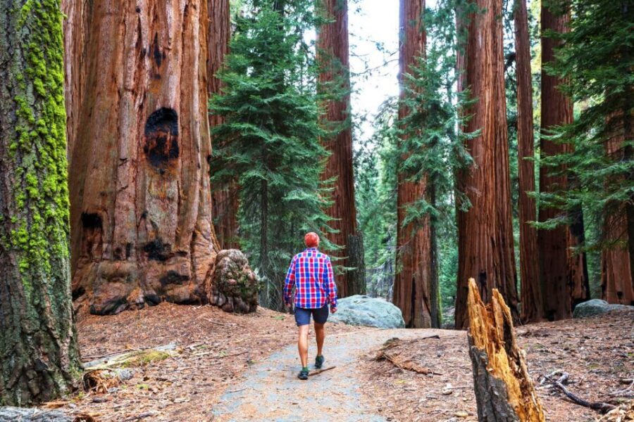 From San Francisco: Yosemite & Tahoe Sierras 4-Day Trip - Day Two: Giant Sequoias and Tioga Pass high-country sights in one full day
