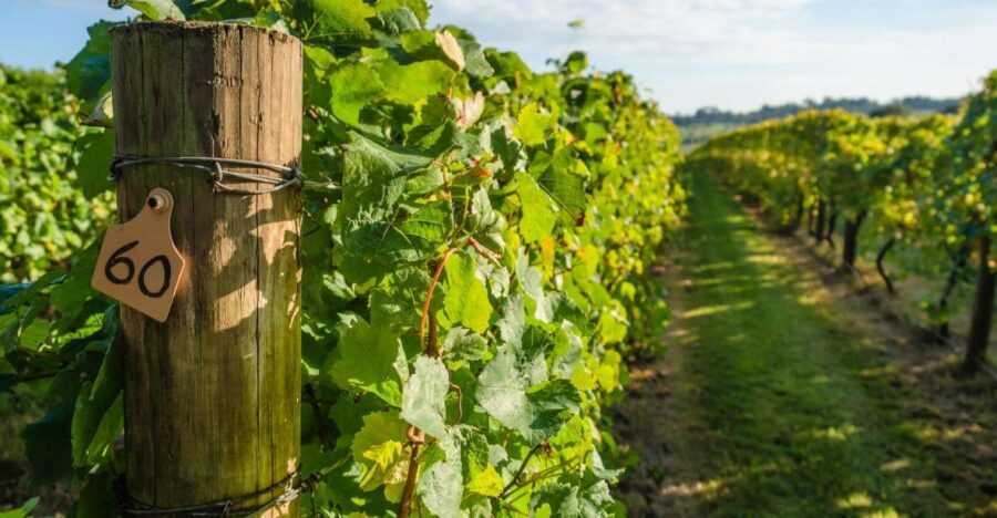 Guided Private Wine Tour to Napa and Sonoma Wine Country - Sonoma Plaza lunch and an unhurried afternoon