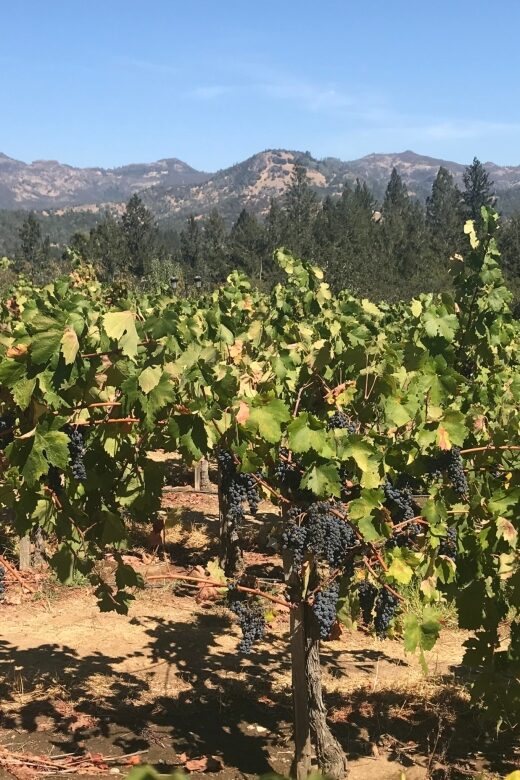 Guided Private Wine Tour to Napa and Sonoma Wine Country - What makes this wine tour feel personal (not like a checklist)