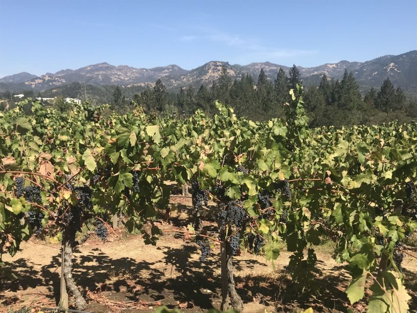 Guided Private Wine Tour to Napa and Sonoma Wine Country - Your guide shapes the day: flexibility that still makes sense