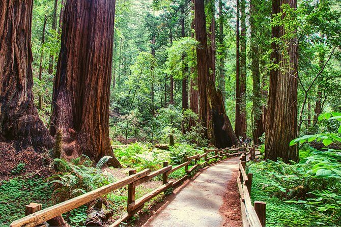 Muir Woods and Sausalito + Ferry, Alcatraz Night Tour & Aquarium Access - Price and logistics: where the value really lives