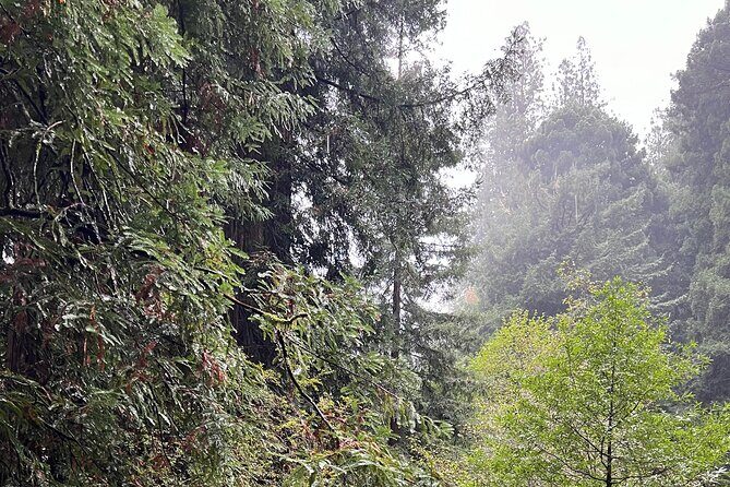 Muir Woods and Sausalito Private Tour - The Real Win: Pacing That Keeps You From Rushing