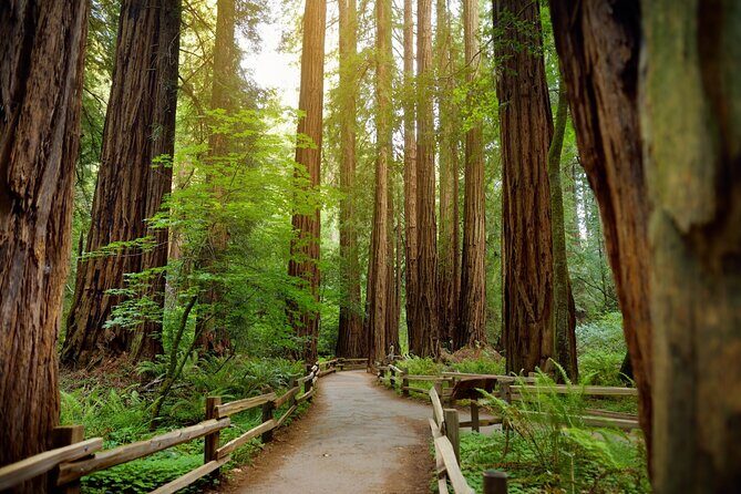 Muir Woods Self-Guided Driving and Walking Audio Tour - Start at Mill Valley and hear the train history before the redwoods