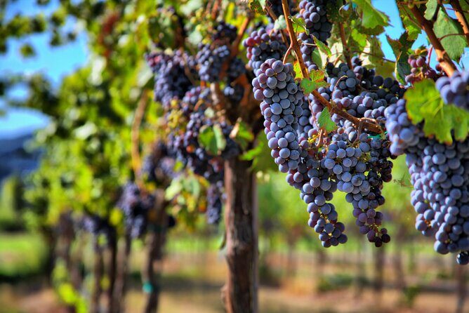 Napa or Sonoma Private Wine Tour from San Francisco - How the 8-hour Napa Valley day actually feels from San Francisco