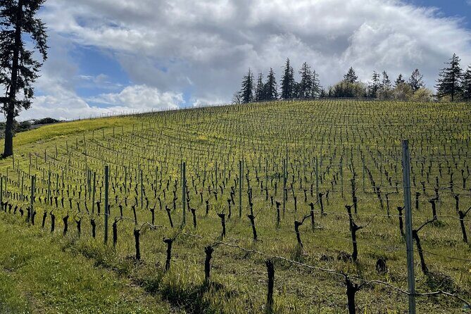 Private Sommelier-led Sonoma or Napa Wine Country Tour in VW Van - Key perks that make this tour feel worth it