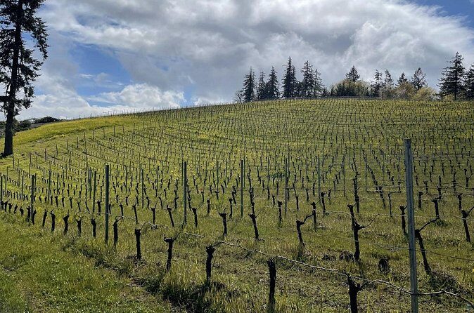 Private Sommelier-led Sonoma or Napa Wine Country Tour in VW Van - Napa Valley: where the conversations get deeper