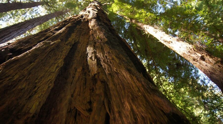 San Francisco: Alcatraz Island & Guided Muir Woods Tour - Muir Woods: A Live-Guide Walk Under Coastal Redwoods