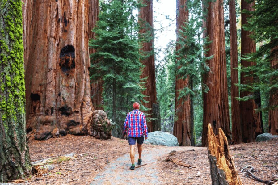 San Francisco: Bike Tour with Muir Woods and Sausalito Visit - Should you book this San Francisco Bike Tour with Muir Woods and Sausalito?