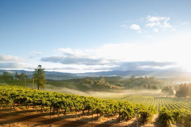 San Francisco: Full Day Coastal Redwoods & Wine Country Tour - Timing, Walking, and What to Pack (Because Lunch Isn’t Included)