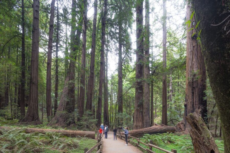 San Francisco Grand City Tour + Muir Woods and Sausalito - Palace of Fine Arts, Land’s End, and Sutro Baths: Ocean-Edge SF