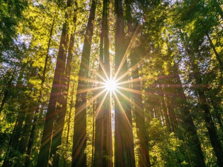 San Francisco: Hop-On Hop-Off + Muir Woods Tour - Value and Price: Is $159 per Person Worth It?