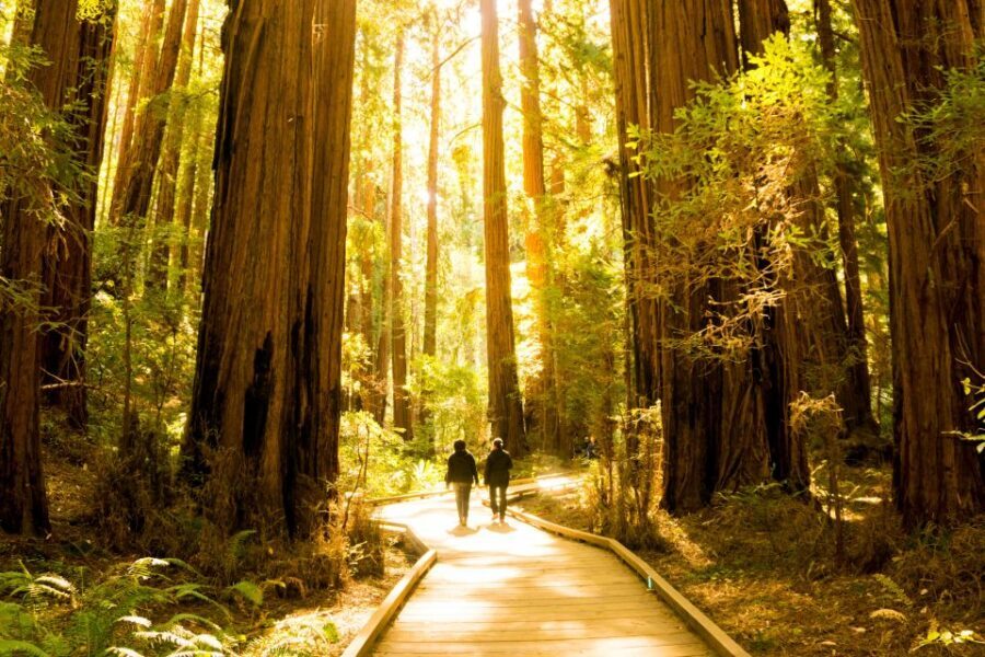 San Francisco: Hop-On Hop-Off + Muir Woods Tour - Who This Tour Fits Best (and Who Might Want Something Else)