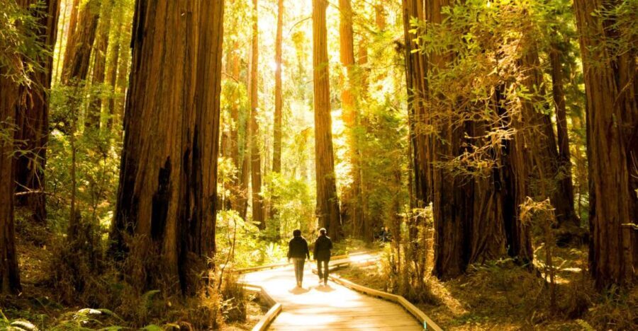 San Francisco: Muir Woods and Sausalito Experience - Key highlights worth planning for