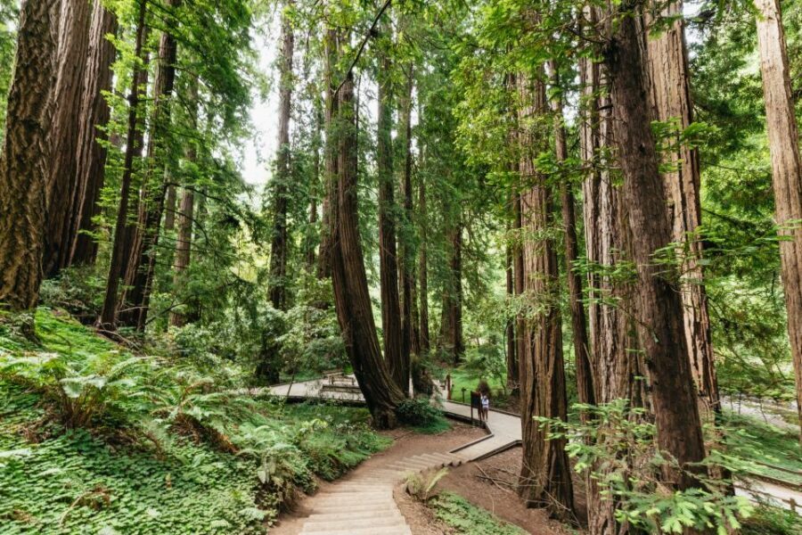 San Francisco: Muir Woods and Sausalito Small-Group Tour - Key things I’d circle before you book