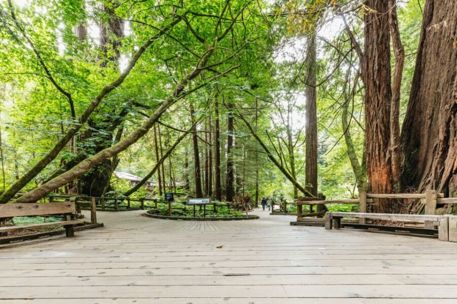 San Francisco: Muir Woods and Sausalito Small-Group Tour - Golden Gate Bridge Photo Stop: Bay + Downtown in One Hit