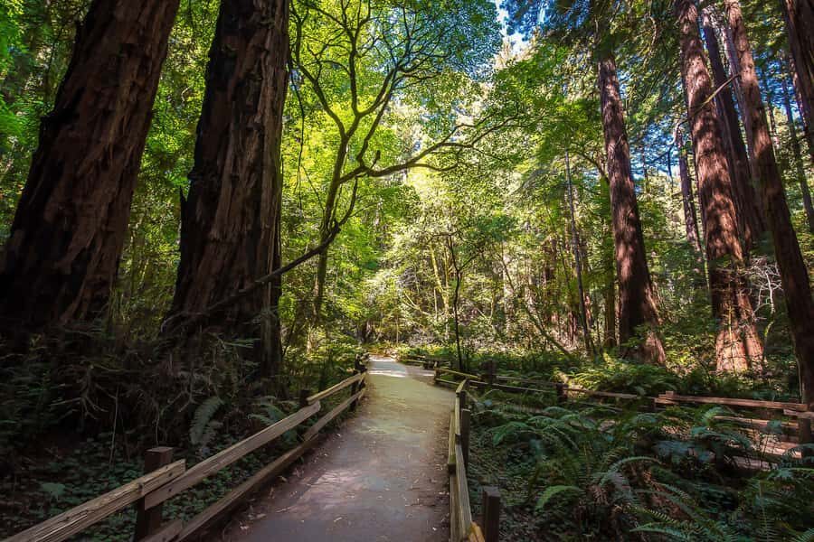 San Francisco: Muir Woods & Sausalito Tour w/Alcatraz Option - Sausalito: waterfront calm, boutique browsing, and an easy lunch plan