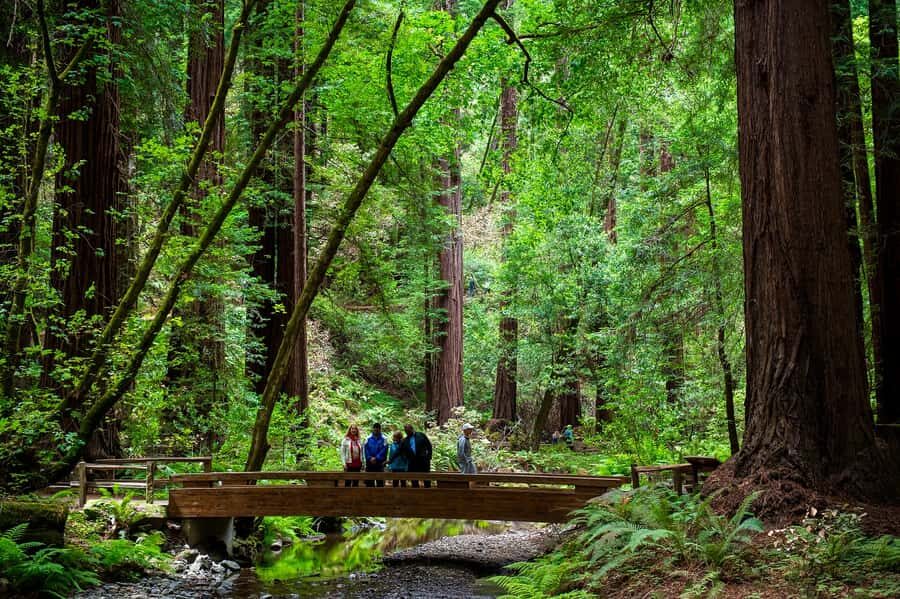 San Francisco: Redwood & Wine Country Tour with Lunch & Wine - A Long Day Done Right: Redwoods, Napa, and Sonoma in One Ride