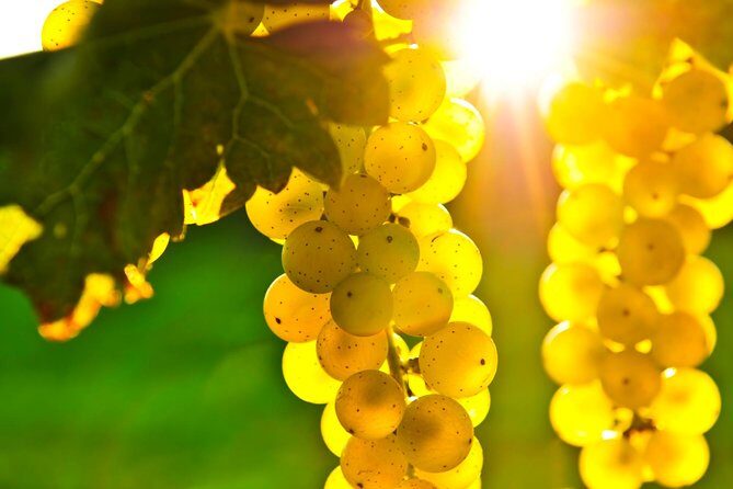 San Francisco Shore Excursion: Napa & Sonoma Full-Day Wine Tour - How the Tastings and Tours Really Feel in a 9-Hour Day