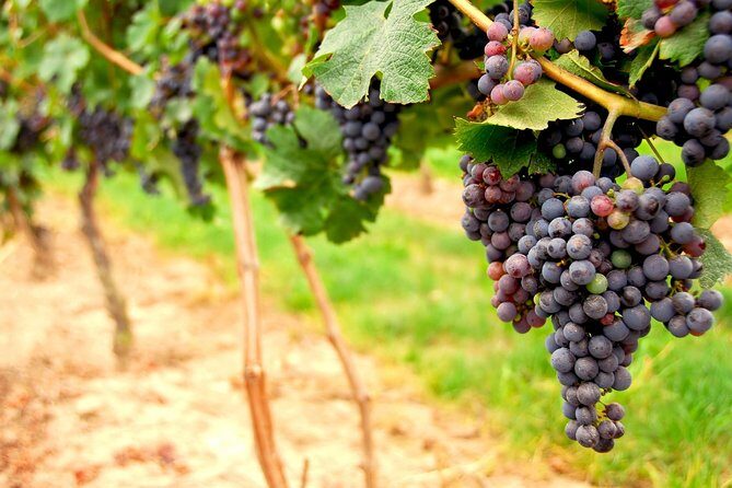 San Francisco Shore Excursion: Napa & Sonoma Full-Day Wine Tour - Price and Value: What $140.25 Really Buys You