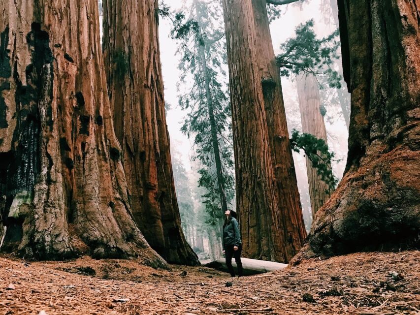 San Francisco: Yosemite Park 2-Day Trip with Accommodation - Day 1 Stops: How to Get More from the Classic Views