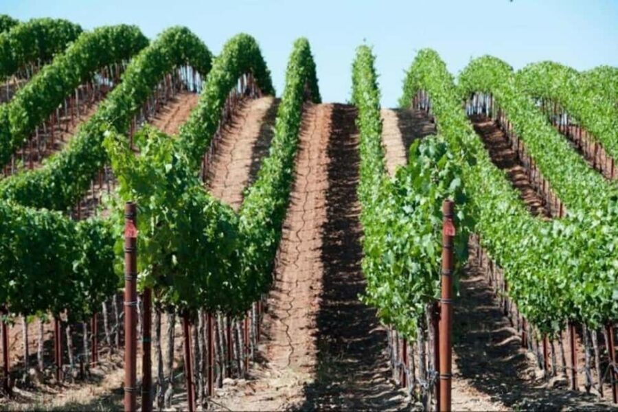 SF: Napa & Sonoma Wine Tour & Hop-on Hop-off Tour (Save 15%) - Napa or Sonoma tastings: 2 wineries or 3, your call