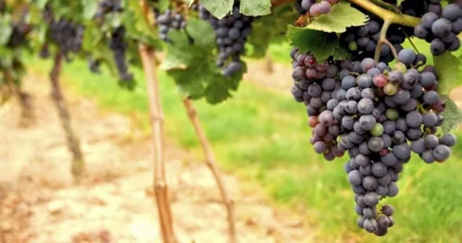 SF: Napa & Sonoma Wine Tour & Hop-on Hop-off Tour (Save 15%) - The hop-on route: where the big sights line up