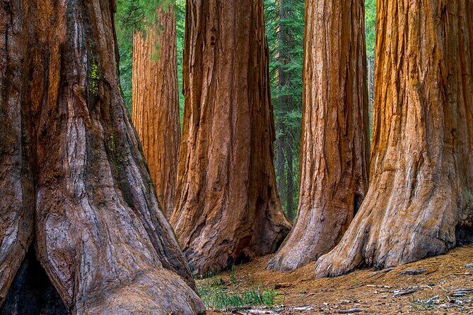 Small Group Redwoods, California Coast & Sausalito Day Trip from San Francisco - Goat Rock Beach and the Goonies Scene: Picnic If Weather Allows