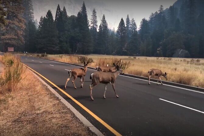 Yosemite, Kings Canyon National Parks 2 Day Tour from SF - Overnight Hotel Night: A Rare Chance to Recover