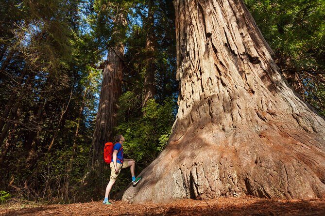 Yosemite National Park & Giant Sequoias 2-Day Semi-Guided Tour - 5:20 a.m. start and why it matters for Yosemite