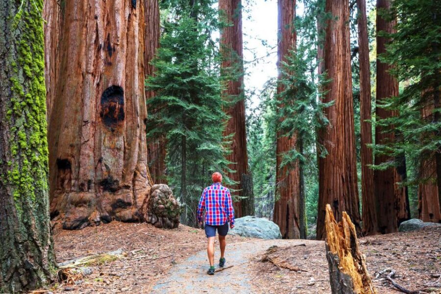 Yosemite Valley: 3-Day Lodging Adventure - Day 1: sequoias first, then a guided Yosemite Valley reality check